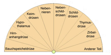 Pendeltafel zum Endokrinen System