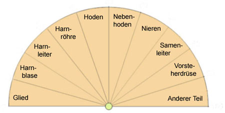 Pendeltafel zu den männll. Harn- und Geschlechtsorganen