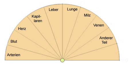 Pendeltafel zum Kreislaufsystem