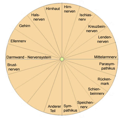 pendeltafel zum Nervensystem