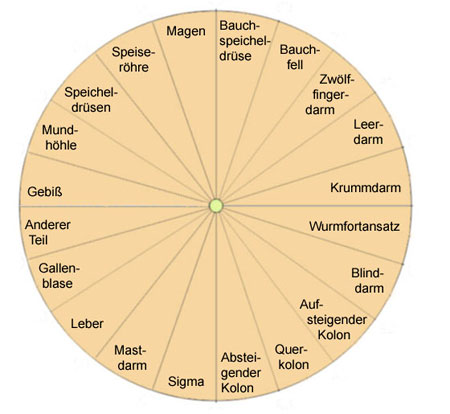 Pendeltafel zum Verdauungssystem