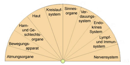 Pendletafel für die Bestimmung von Körperfunktionen